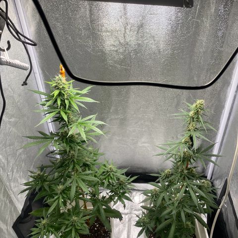 Widow  growlog photo: Día de corte aprox cuando estén sobre el día 70 