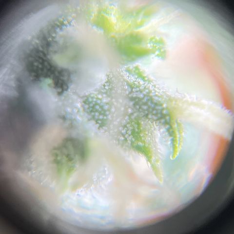 Widow  growlog photo: Día de corte aprox cuando estén sobre el día 70 