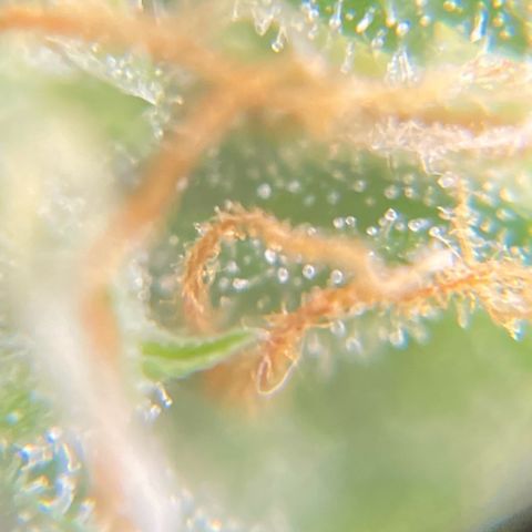 Widow  growlog photo: Día de corte aprox cuando estén sobre el día 70 