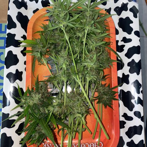 Widow  growlog photo: Están secando con una humedad algo alta y una temperatura baja 