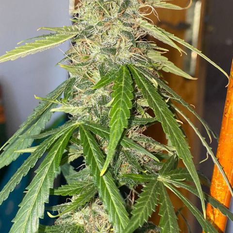 Widow  growlog photo: Están secando con una humedad algo alta y una temperatura baja 