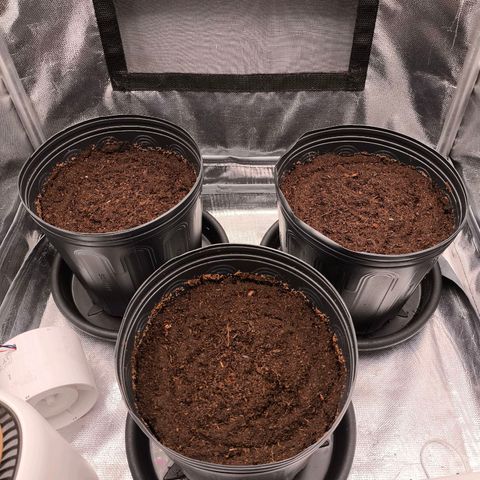 Orange Sherbet Auto growlog photo: As sementes foram plantadas em substrato inerte (fibra de coco)