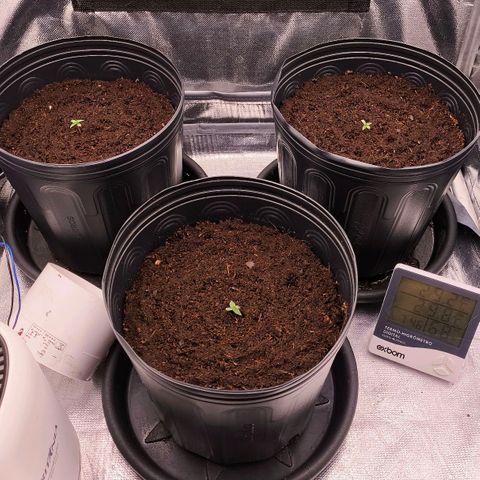 Orange Sherbet Auto growlog timeline photo