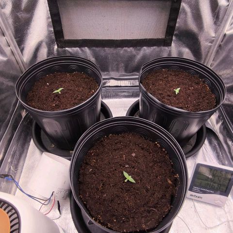 Orange Sherbet Auto growlog photo: Começou a dar o segundo jogo de folhas.