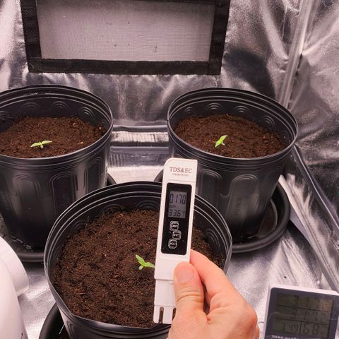 Orange Sherbet Auto growlog timeline photo