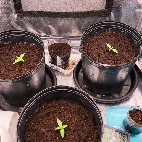 Orange Sherbet Auto growlog timeline photo