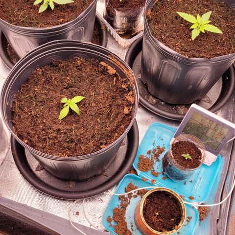 Orange Sherbet Auto growlog timeline photo