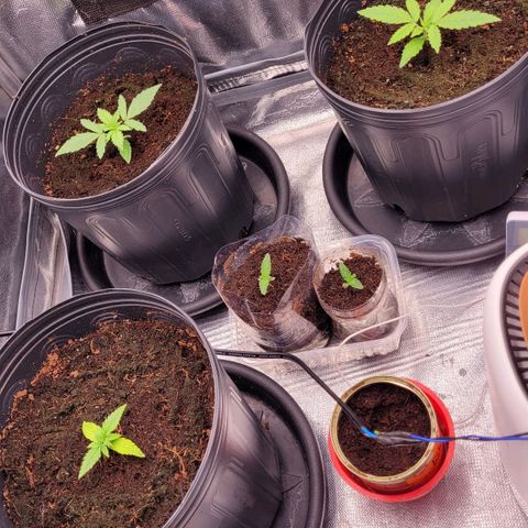Orange Sherbet Auto growlog timeline photo