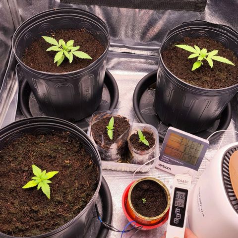 Orange Sherbet Auto growlog timeline photo