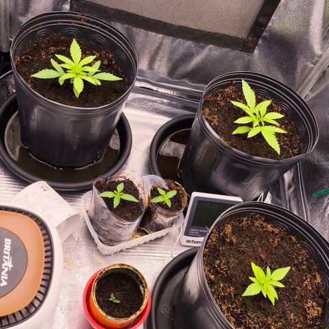 Orange Sherbet Auto growlog photo: Notei um amarelamento das folhas e decidi modificar a rega com nutrientes 
