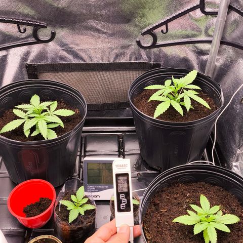 Orange Sherbet Auto growlog timeline photo