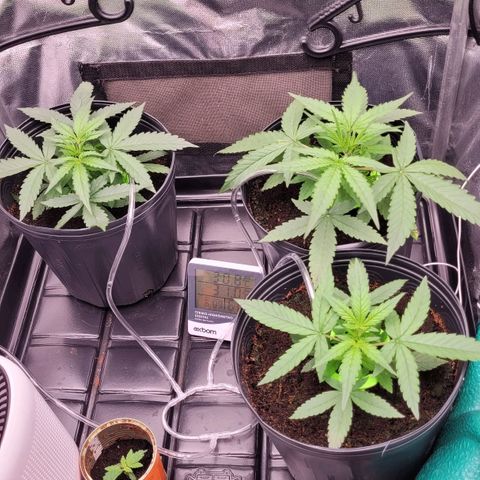 Orange Sherbet Auto growlog timeline photo