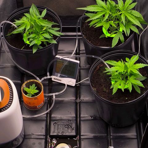 Orange Sherbet Auto growlog photo: Feito primeira desfolhacão.