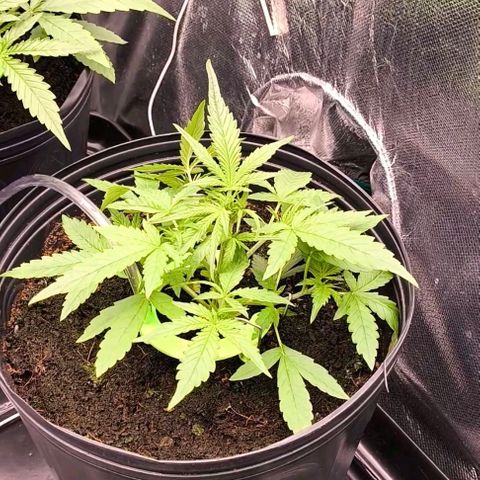 Orange Sherbet Auto growlog photo: Desfolhacão e LST