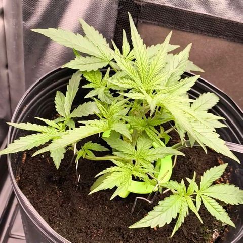 Orange Sherbet Auto growlog photo: Desfolhacão e LST