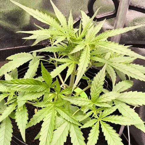 Orange Sherbet Auto growlog photo: Desfolhacão e LST