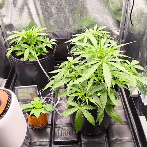 Orange Sherbet Auto growlog timeline photo