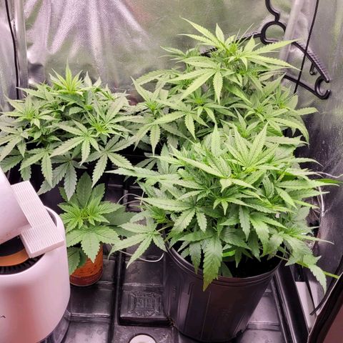 Orange Sherbet Auto growlog timeline photo