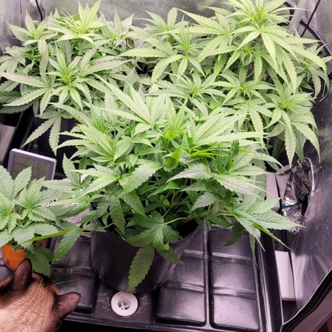 Orange Sherbet Auto growlog timeline photo