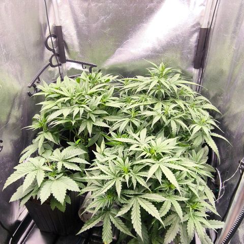 Orange Sherbet Auto growlog timeline photo