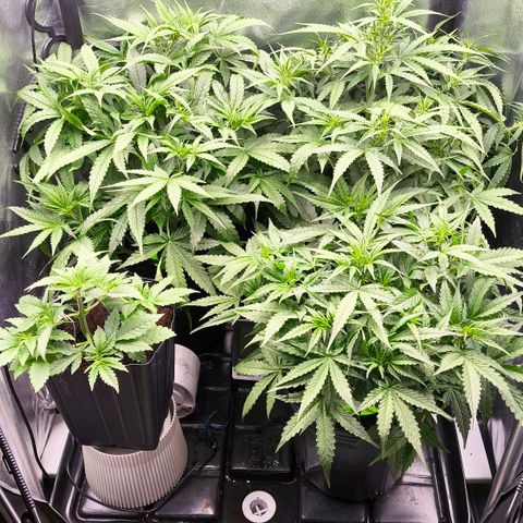 Orange Sherbet Auto growlog timeline photo
