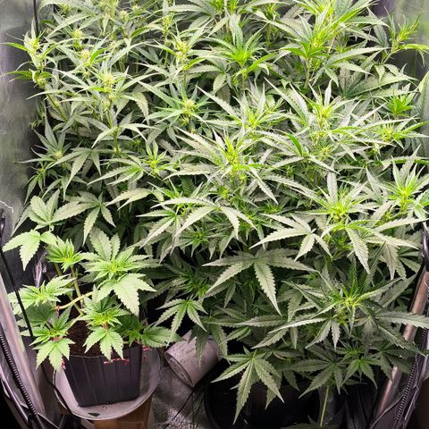 Orange Sherbet Auto growlog timeline photo
