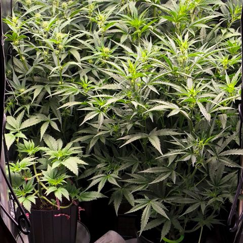 Orange Sherbet Auto growlog timeline photo