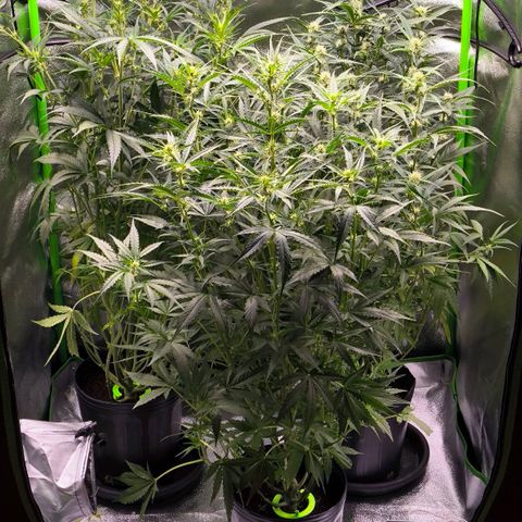 Orange Sherbet Auto growlog timeline photo
