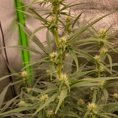 Orange Sherbet Auto growlog timeline photo