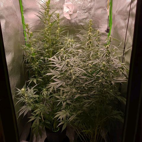 Orange Sherbet Auto growlog timeline photo