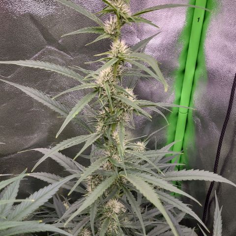 Orange Sherbet Auto growlog timeline photo