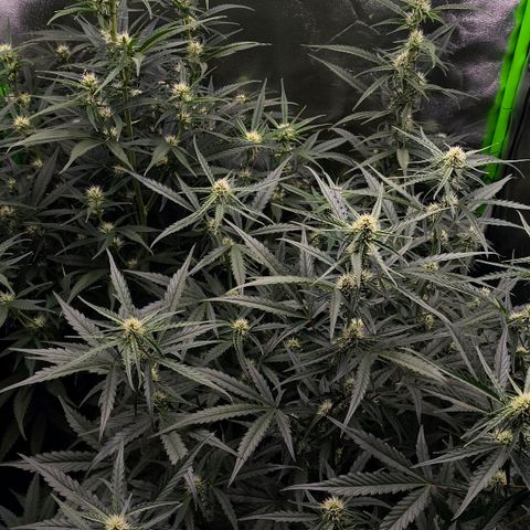 Orange Sherbet Auto growlog timeline photo