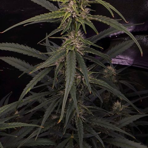 Orange Sherbet Auto growlog timeline photo