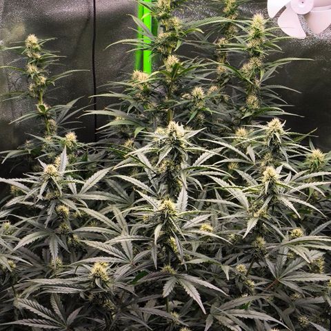 Orange Sherbet Auto growlog timeline photo