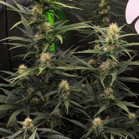 Orange Sherbet Auto growlog timeline photo