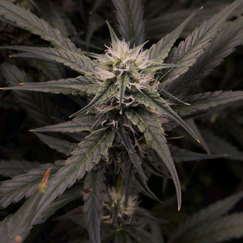 Orange Sherbet Auto growlog timeline photo