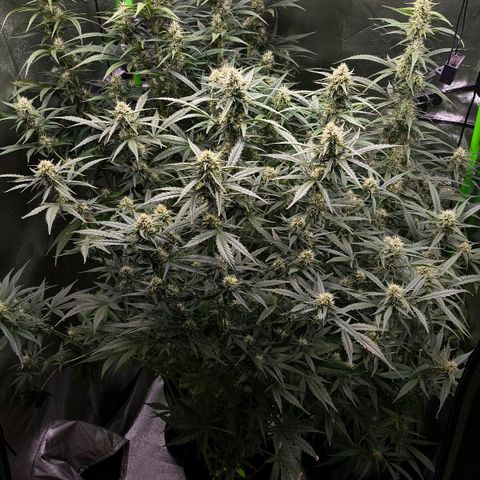 Orange Sherbet Auto growlog timeline photo