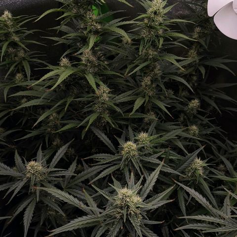 Orange Sherbet Auto growlog timeline photo