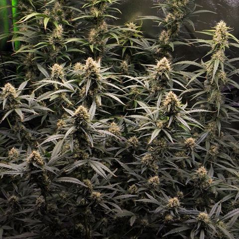 Orange Sherbet Auto growlog timeline photo