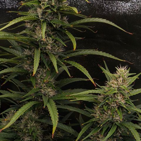 Orange Sherbet Auto growlog timeline photo