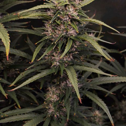 Orange Sherbet Auto growlog timeline photo