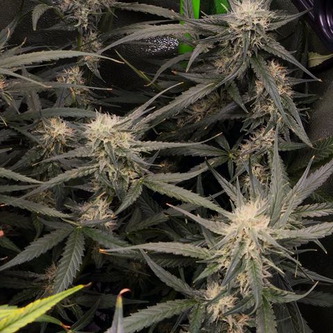 Orange Sherbet Auto growlog timeline photo