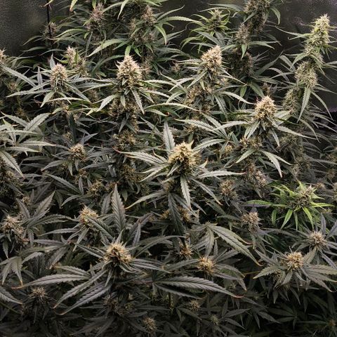 Orange Sherbet Auto growlog timeline photo