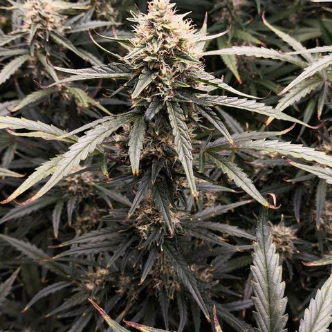 Orange Sherbet Auto growlog timeline photo