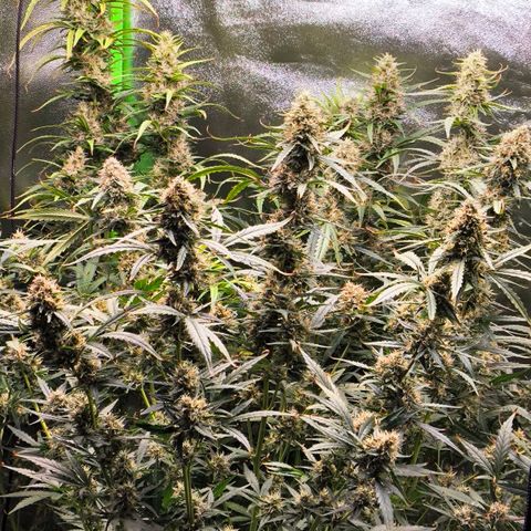 Orange Sherbet Auto growlog timeline photo