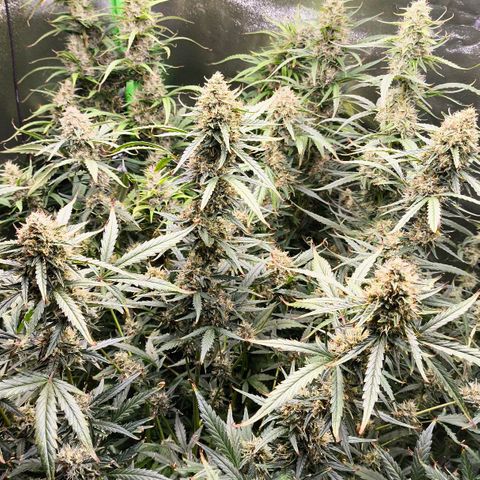Orange Sherbet Auto growlog timeline photo
