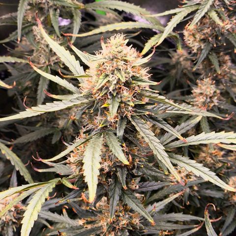 Orange Sherbet Auto growlog timeline photo