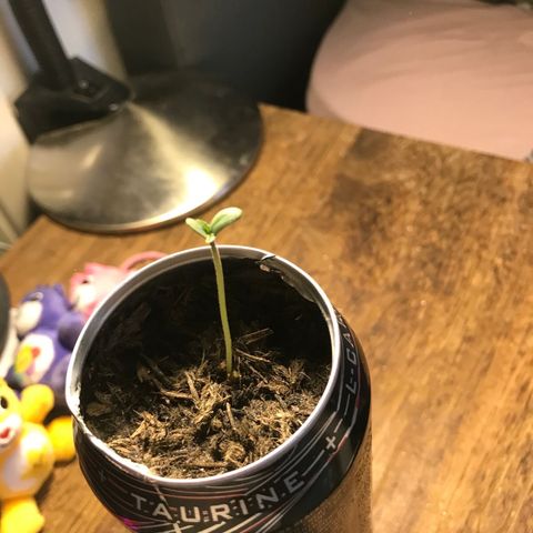 Forbidden runtz growlog timeline photo