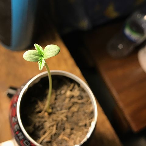 Forbidden runtz growlog timeline photo