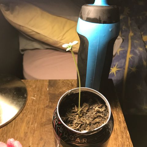Forbidden runtz growlog timeline photo